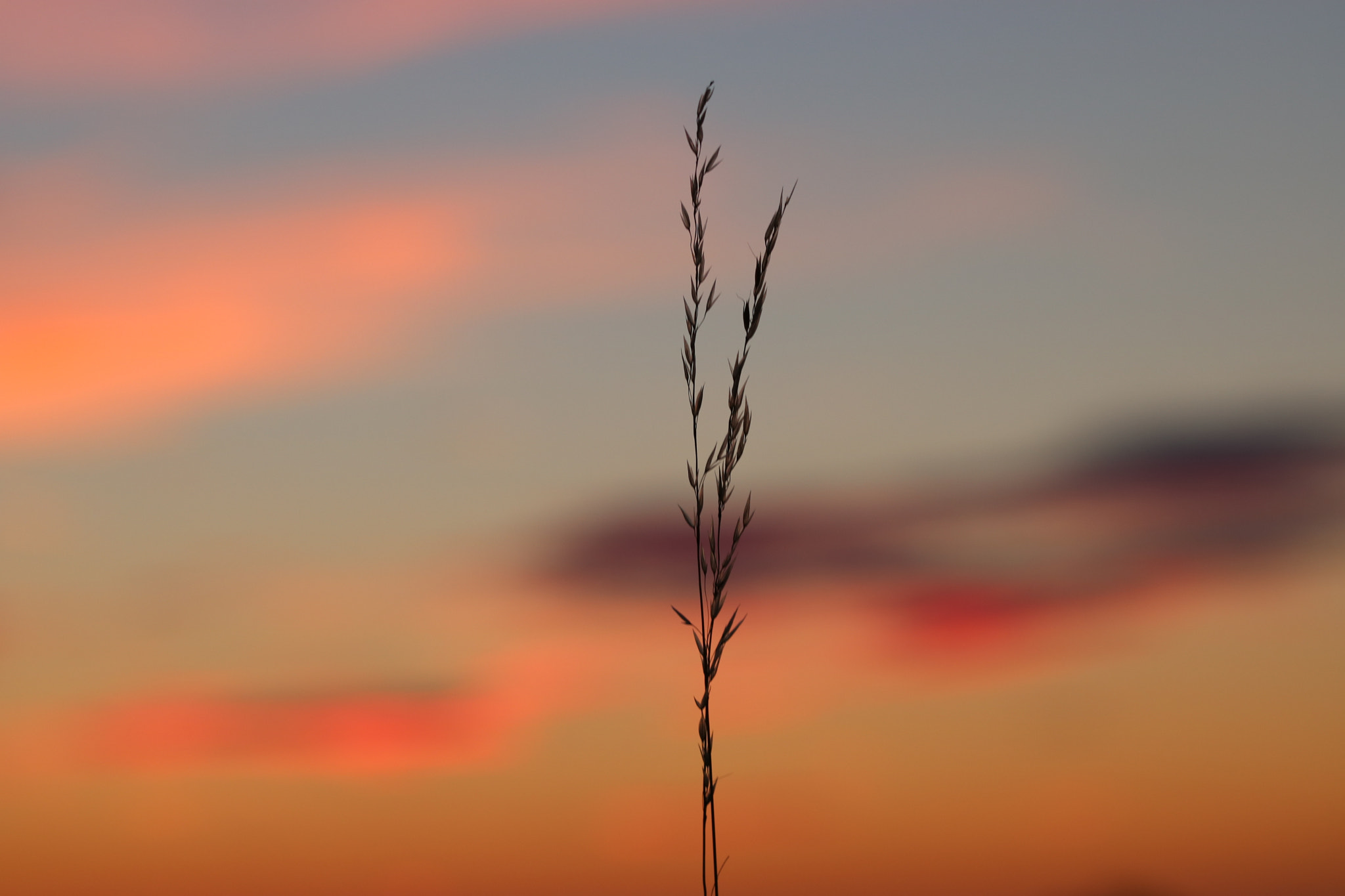 Sigma 105mm F2.8 EX DG OS HSM sample photo. Straight up photography
