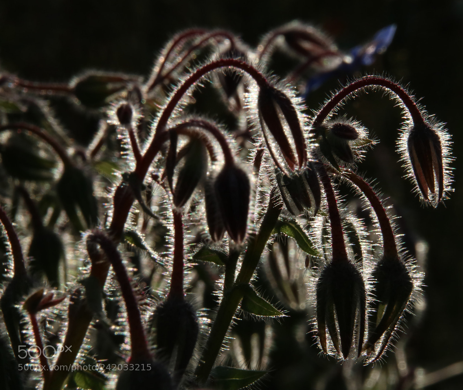 Canon EOS 760D (EOS Rebel T6s / EOS 8000D) sample photo. Long haired plants photography