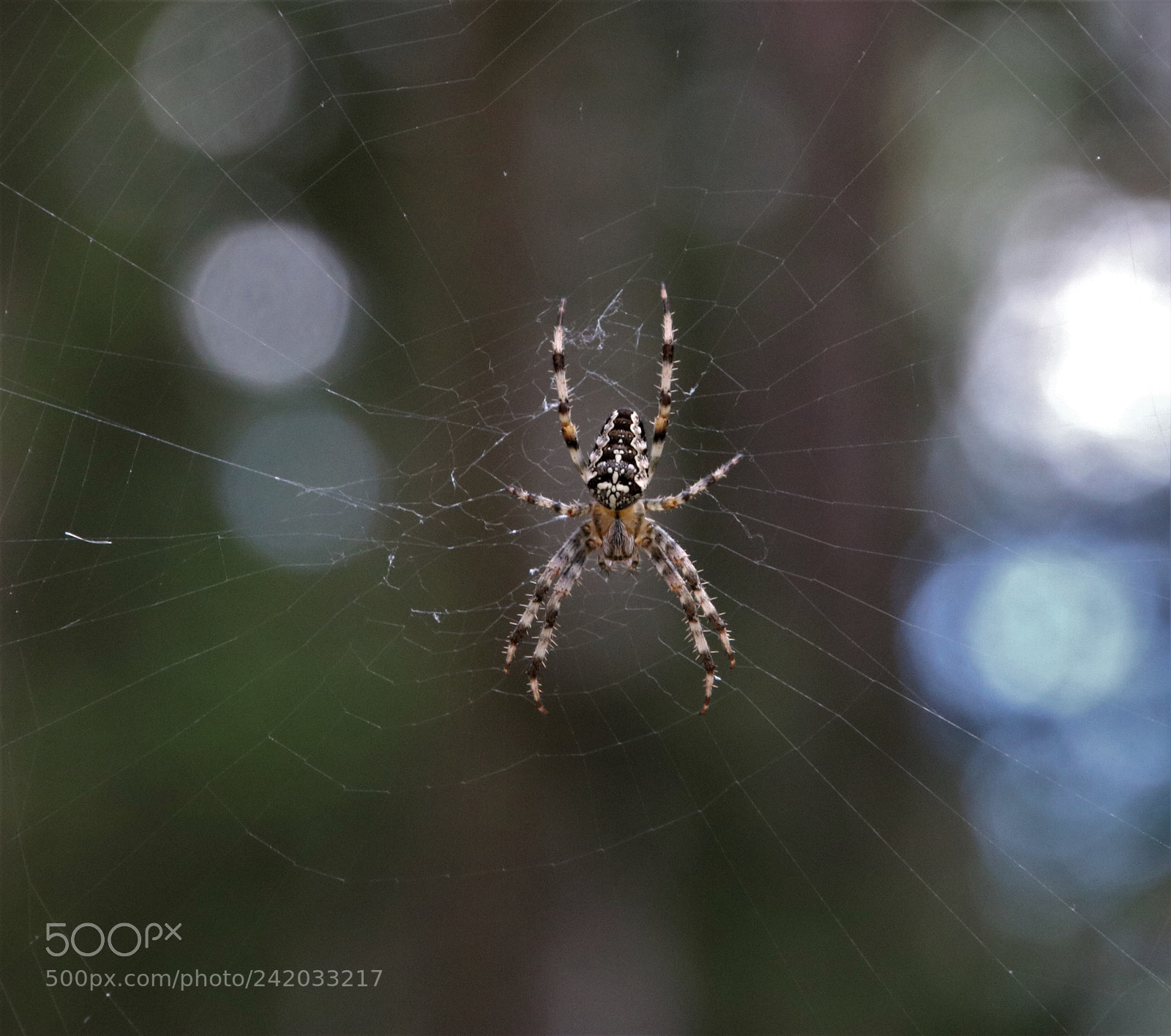 Canon EOS 760D (EOS Rebel T6s / EOS 8000D) sample photo. Elle guette photography