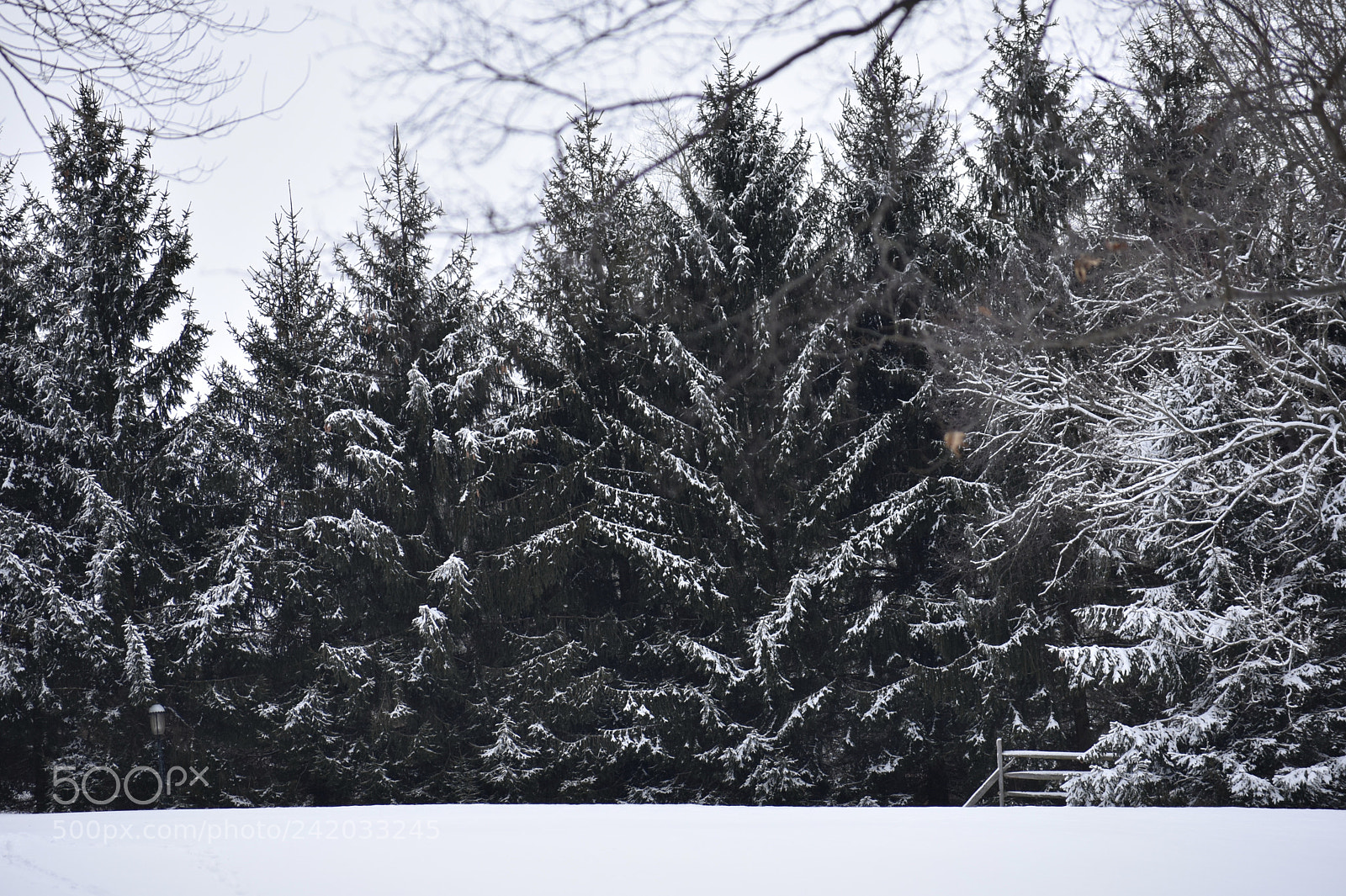 Nikon D3400 sample photo. Here is a winter photography