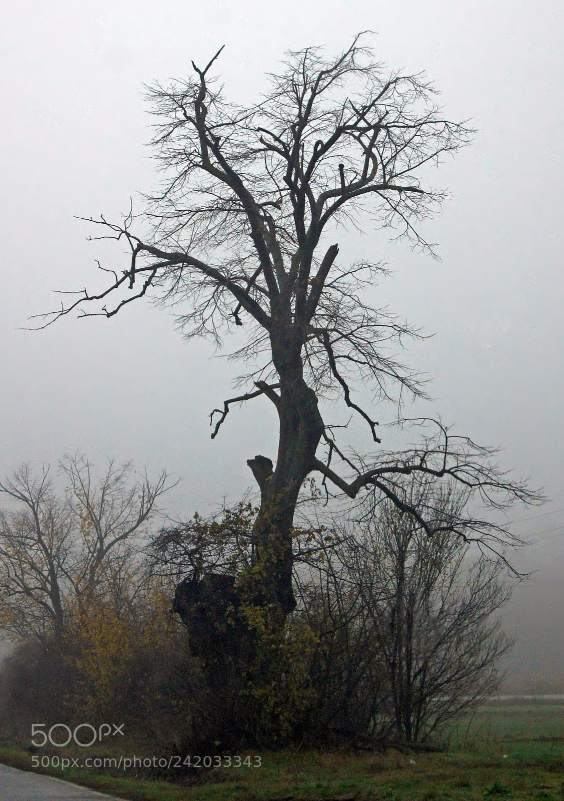 Sony SLT-A33 sample photo. Bare tree photography