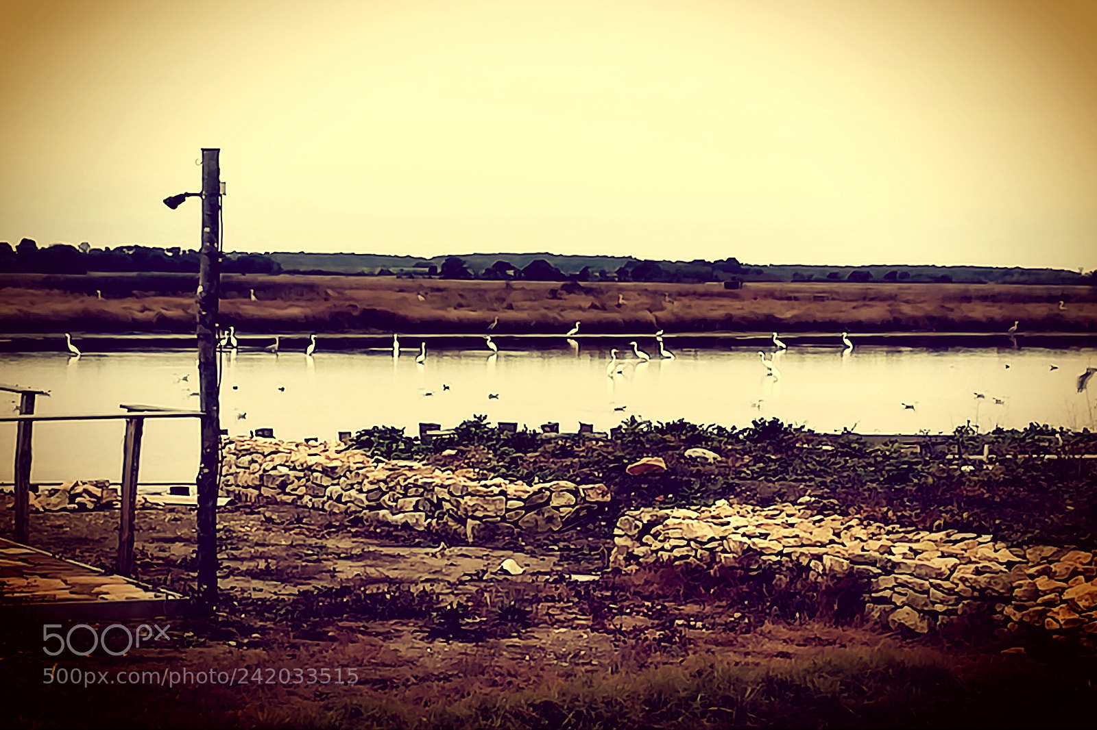 HUAWEI PRA-LX1 sample photo. In the swamp photography