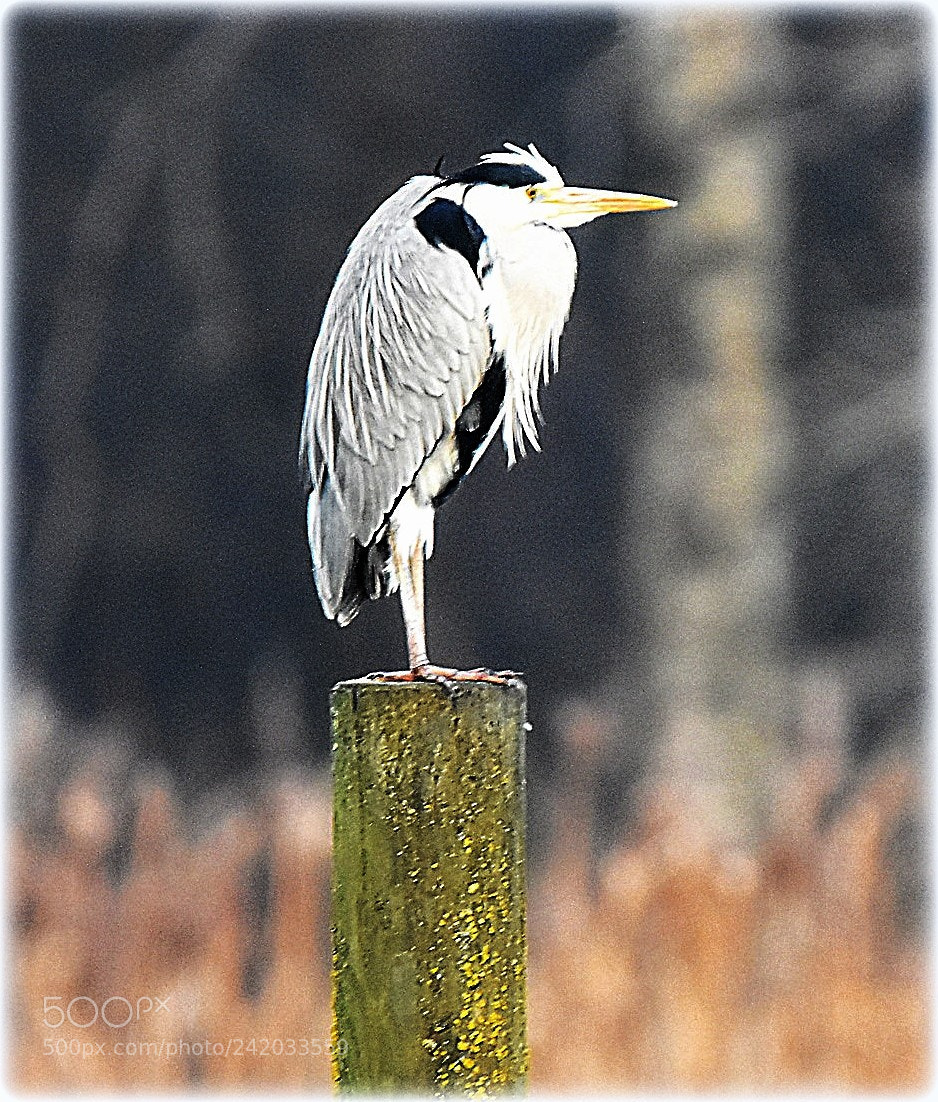 Nikon D7200 sample photo. "mr.heron" photography
