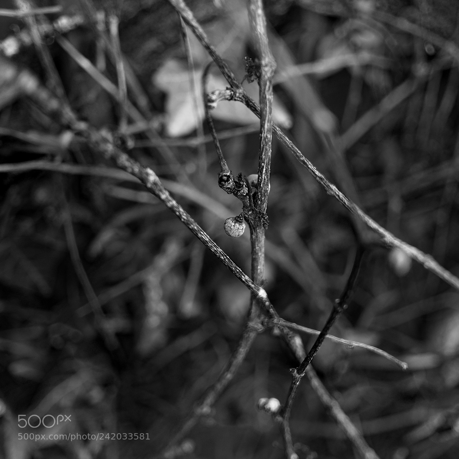 Panasonic Lumix DMC-GX85 (Lumix DMC-GX80 / Lumix DMC-GX7 Mark II) sample photo. N&b photography