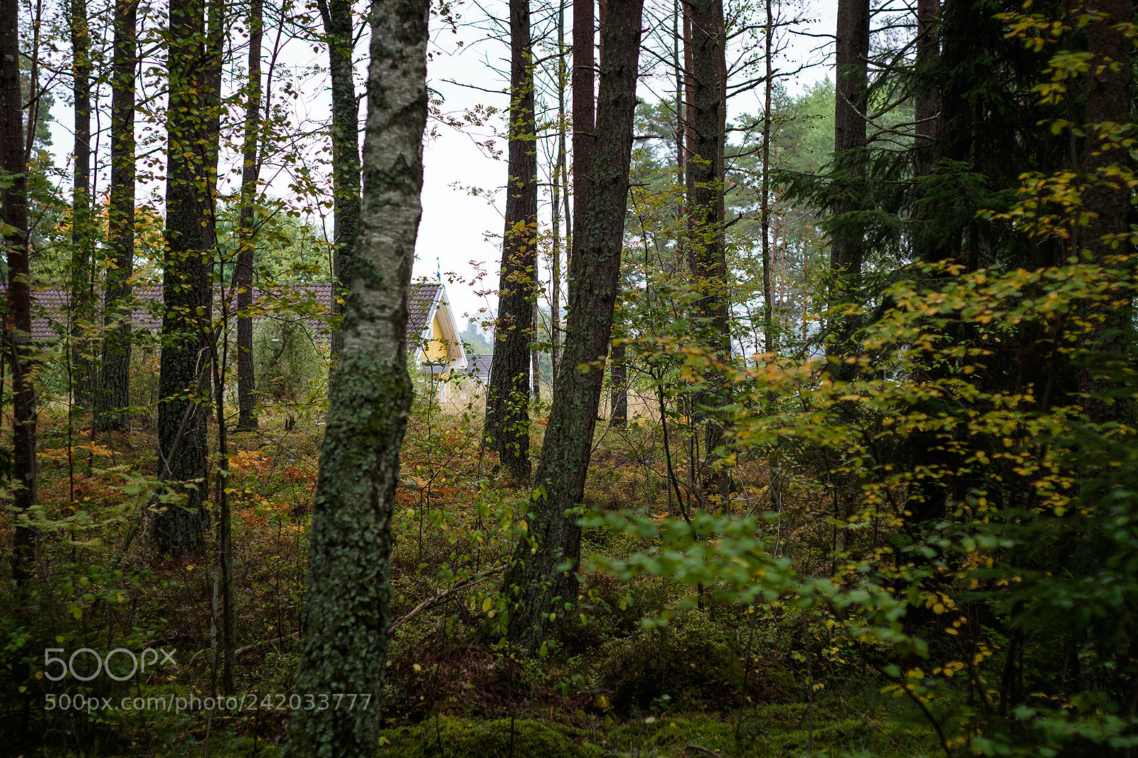 Fujifilm X-T10 sample photo. Trees photography