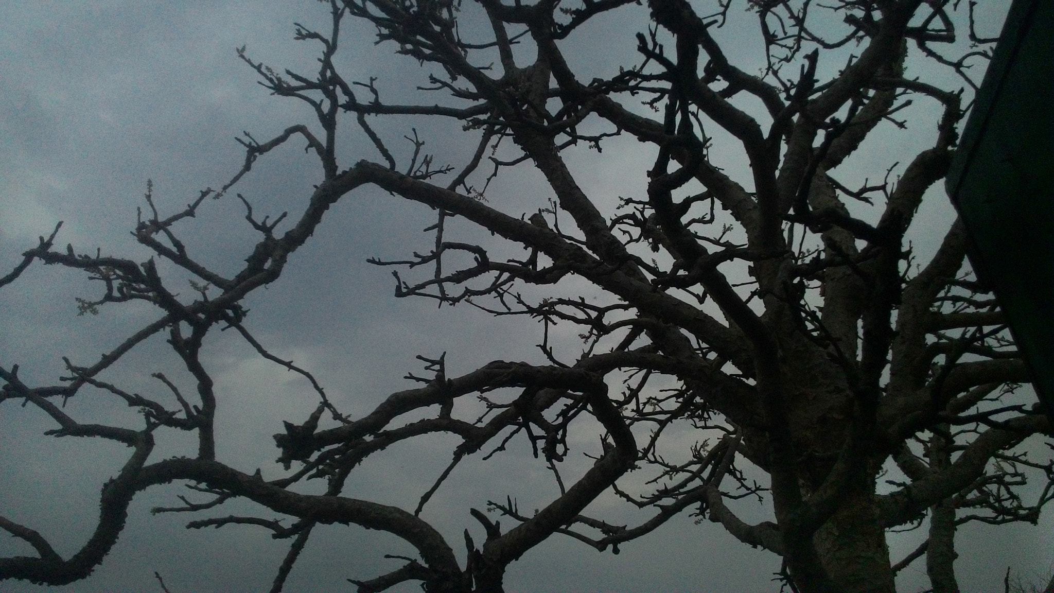 ASUS T00J sample photo. Spooky. photography