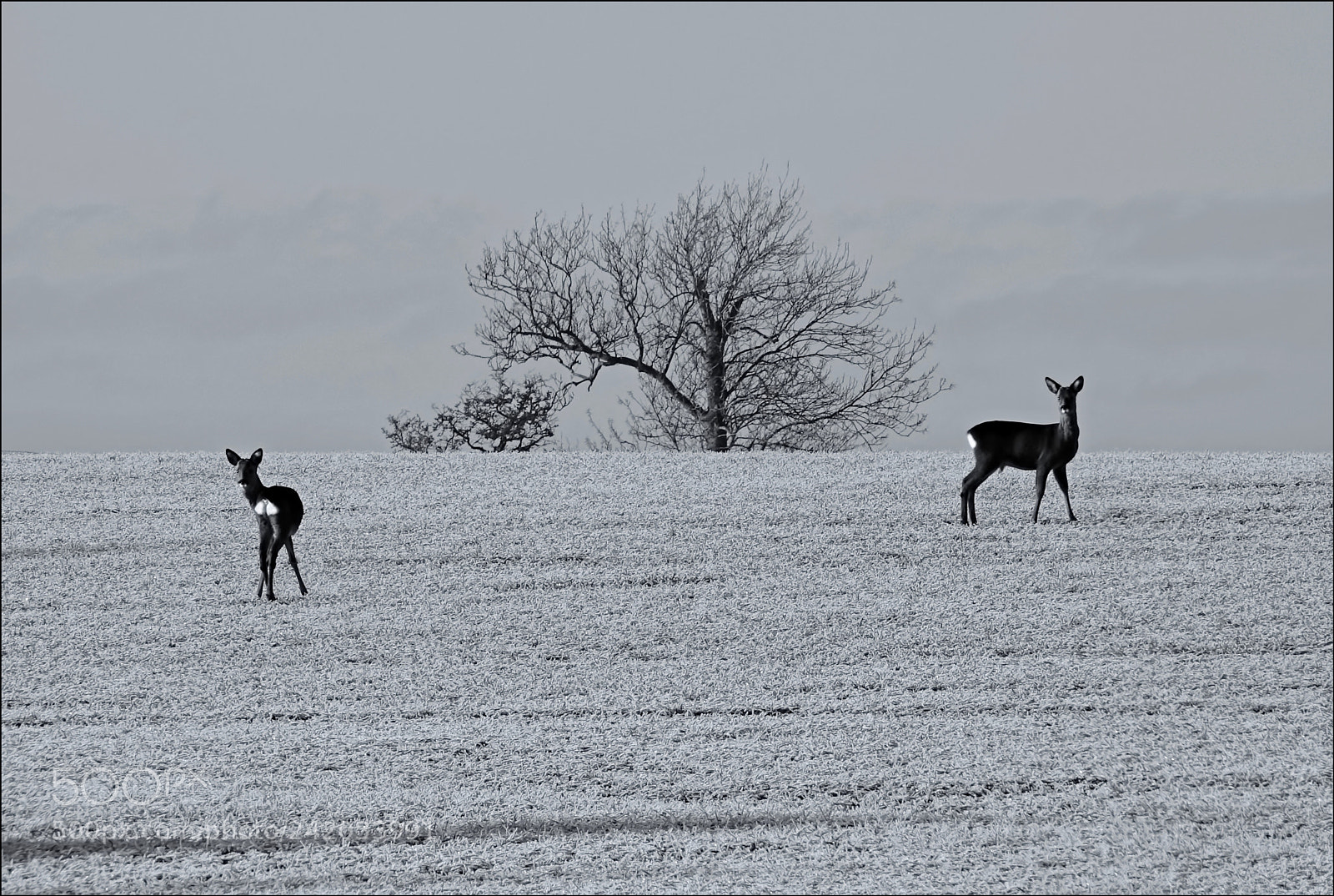 Sony Cyber-shot DSC-RX10 III sample photo. Two deer photography