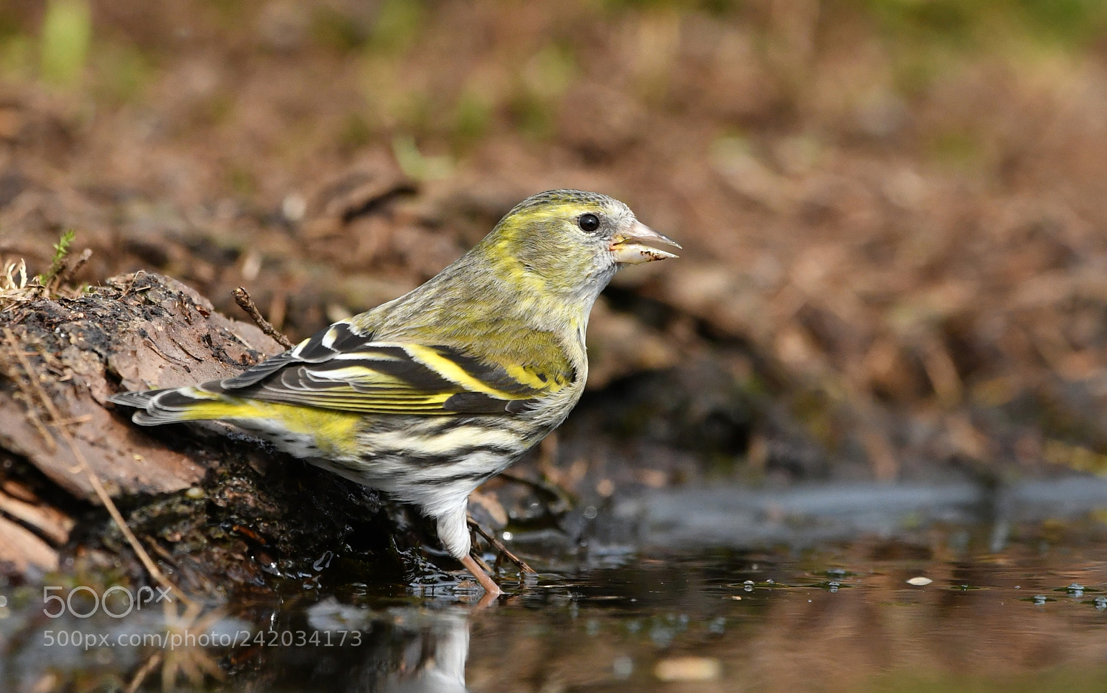 Nikon D500 + Nikon AF-S Nikkor 500mm F4G ED VR sample photo. Sijs photography