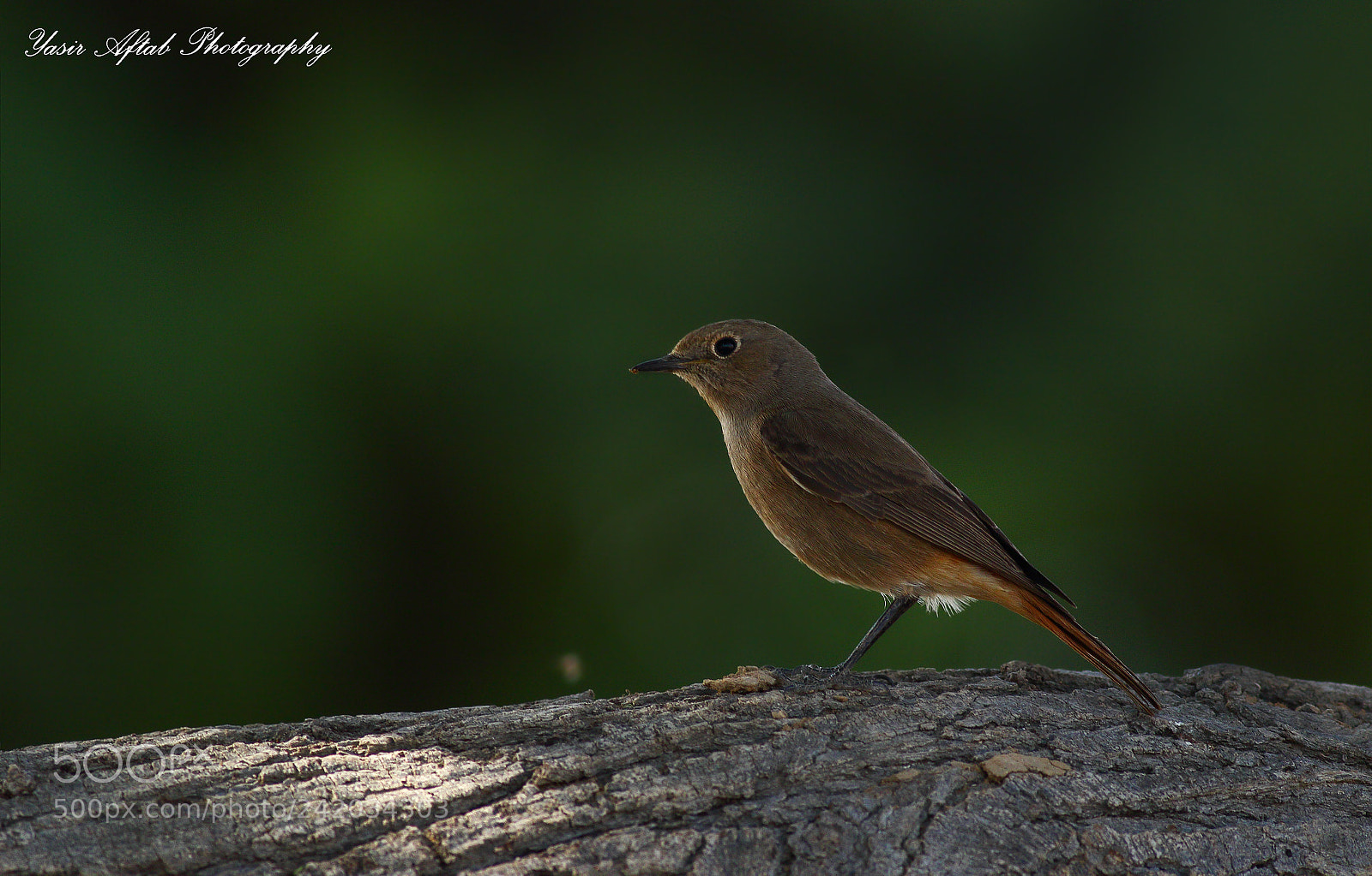 Canon EOS 7D Mark II sample photo. Black redstart (female) photography
