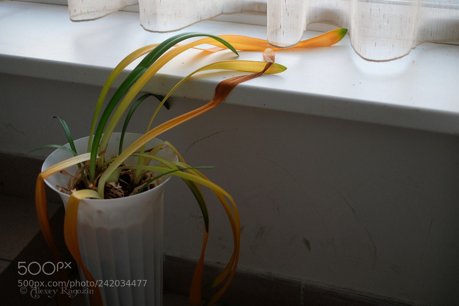Fujifilm X-T2 sample photo. Sad flower photography