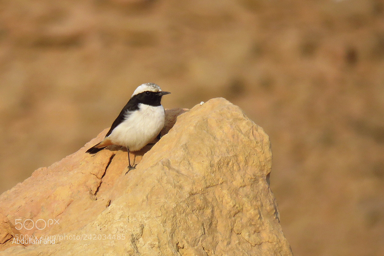 Canon PowerShot SX60 HS sample photo. Wheatear photography