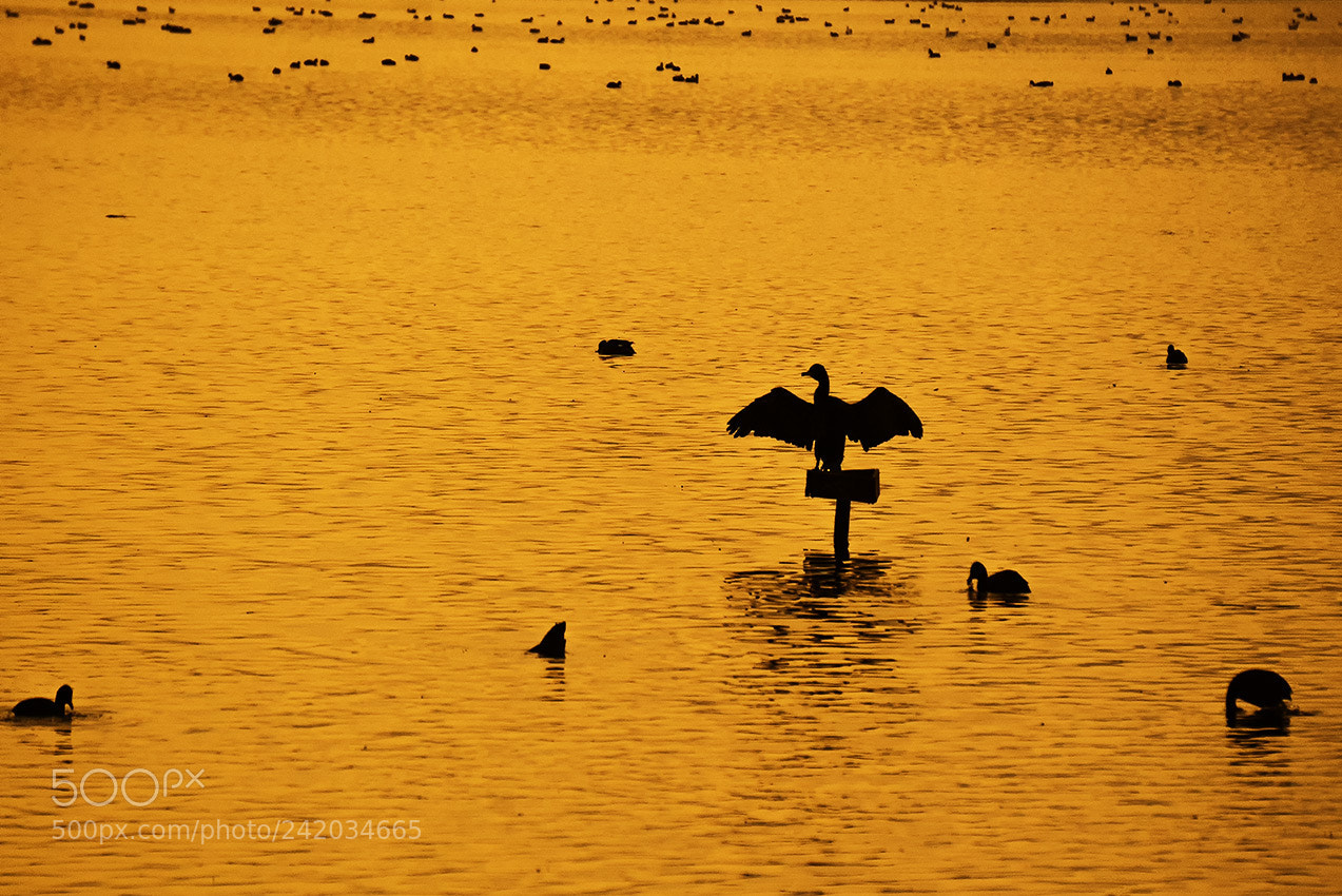 Sony a7S sample photo. Galilee photography