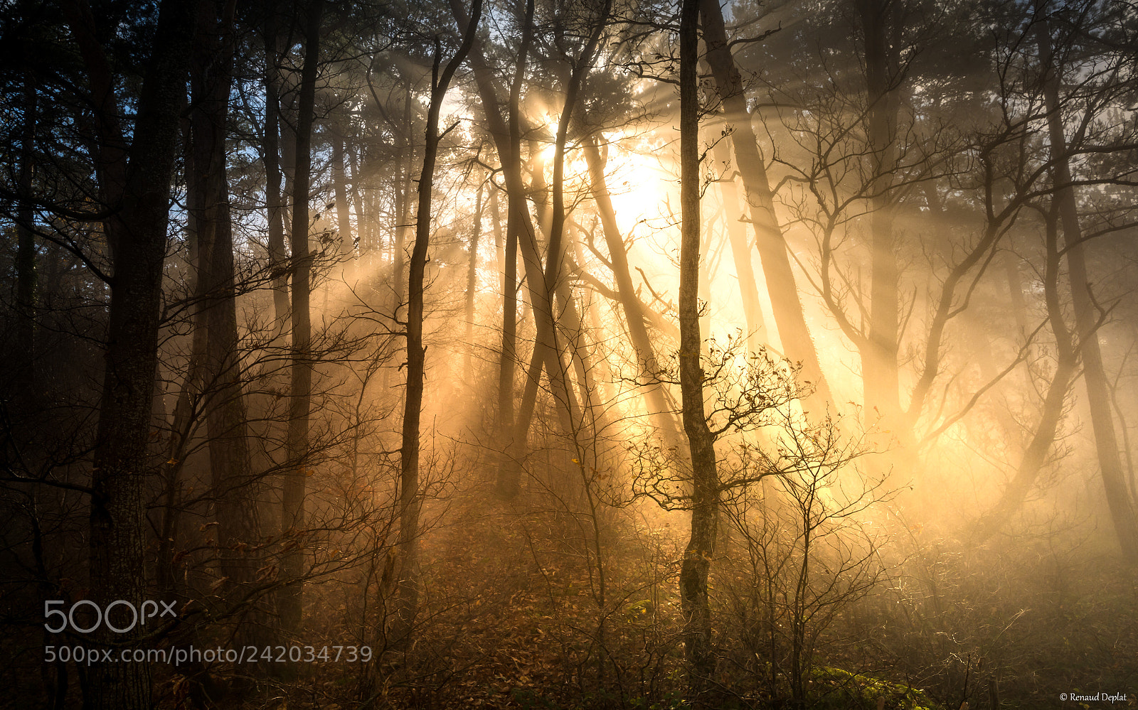 Nikon D7100 sample photo. Lumière du matin... photography