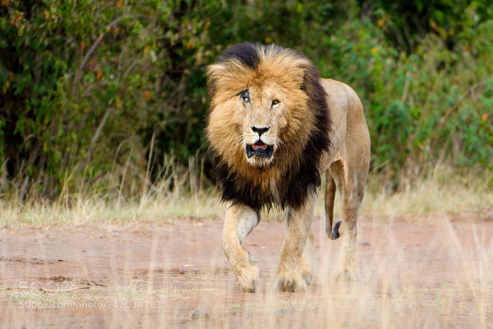 Nikon D500 sample photo. Scar with a purpose photography
