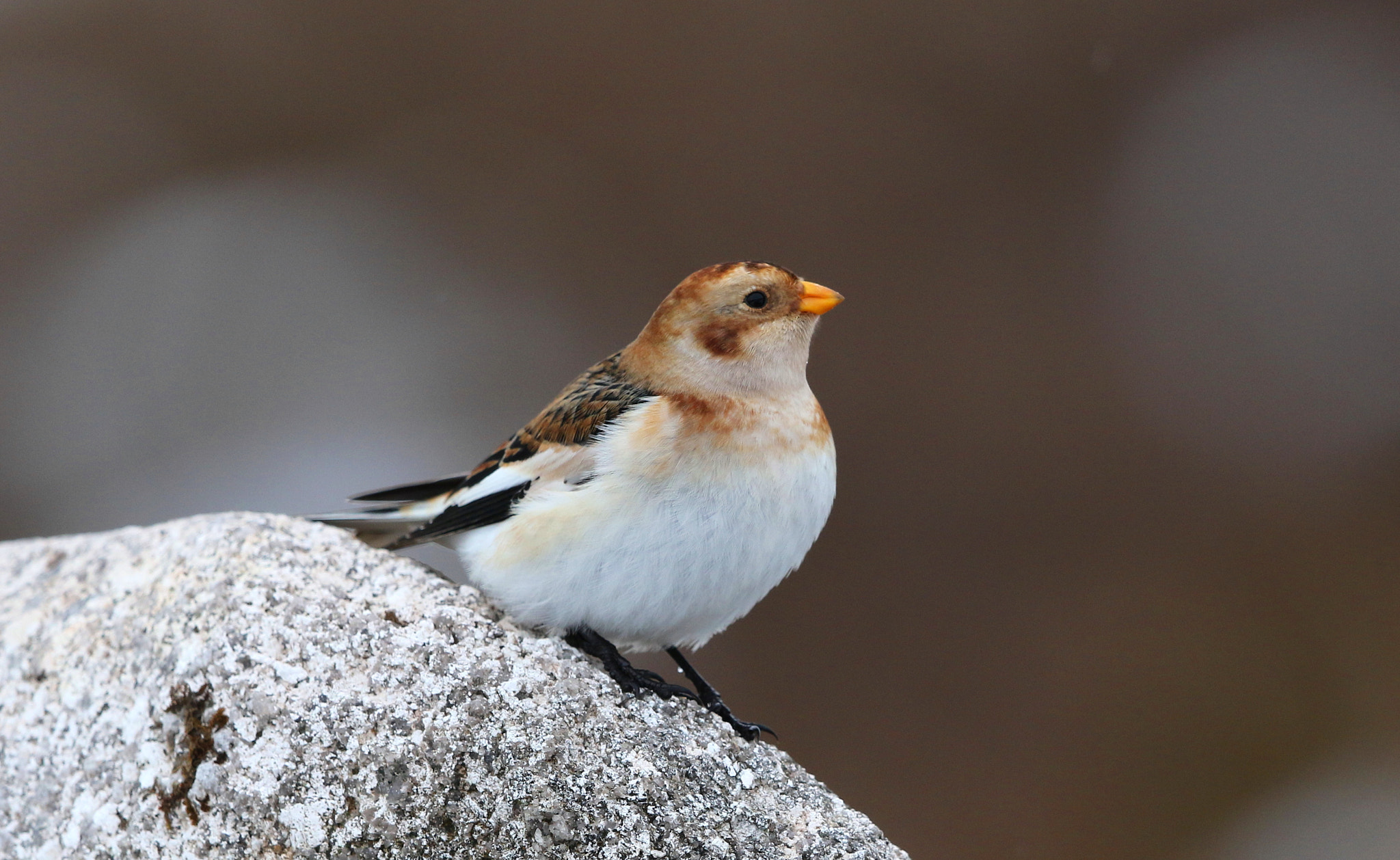 Canon EF 500mm F4L IS II USM sample photo. Snow bunting photography