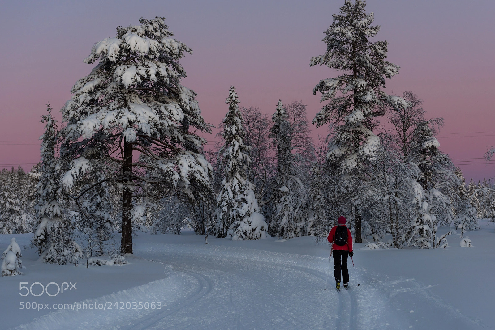 Nikon D810 sample photo. Pretty in pink photography