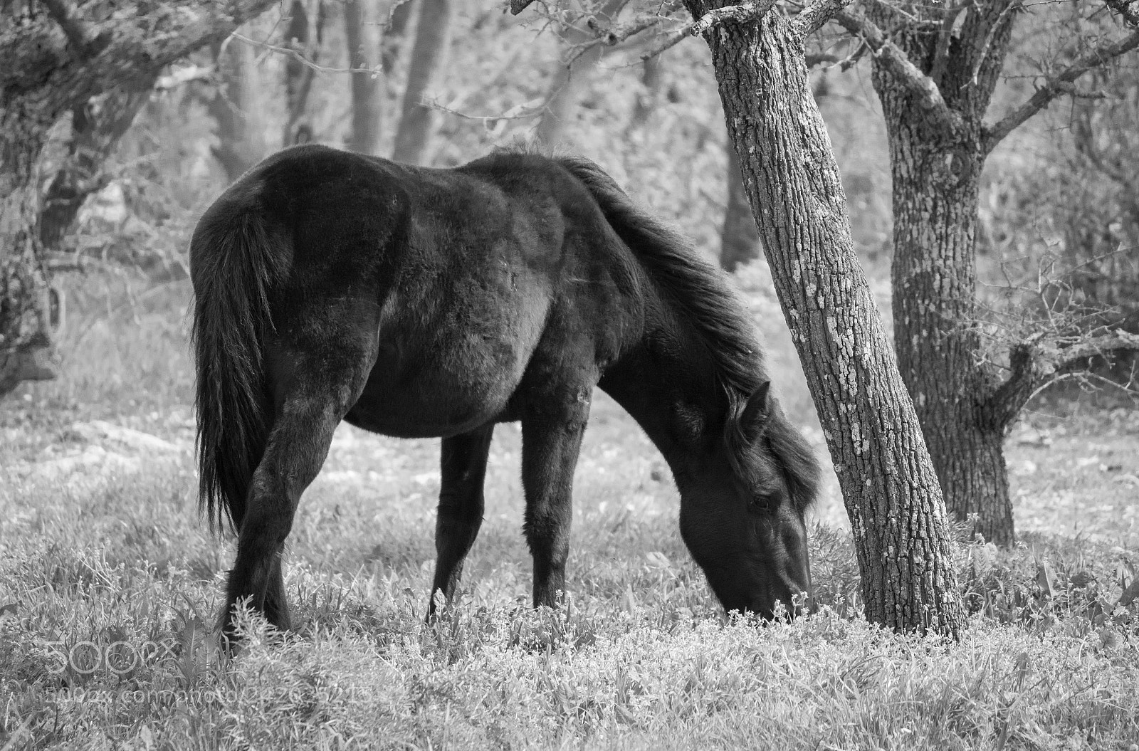 Canon EOS 7D Mark II sample photo. Horse photography