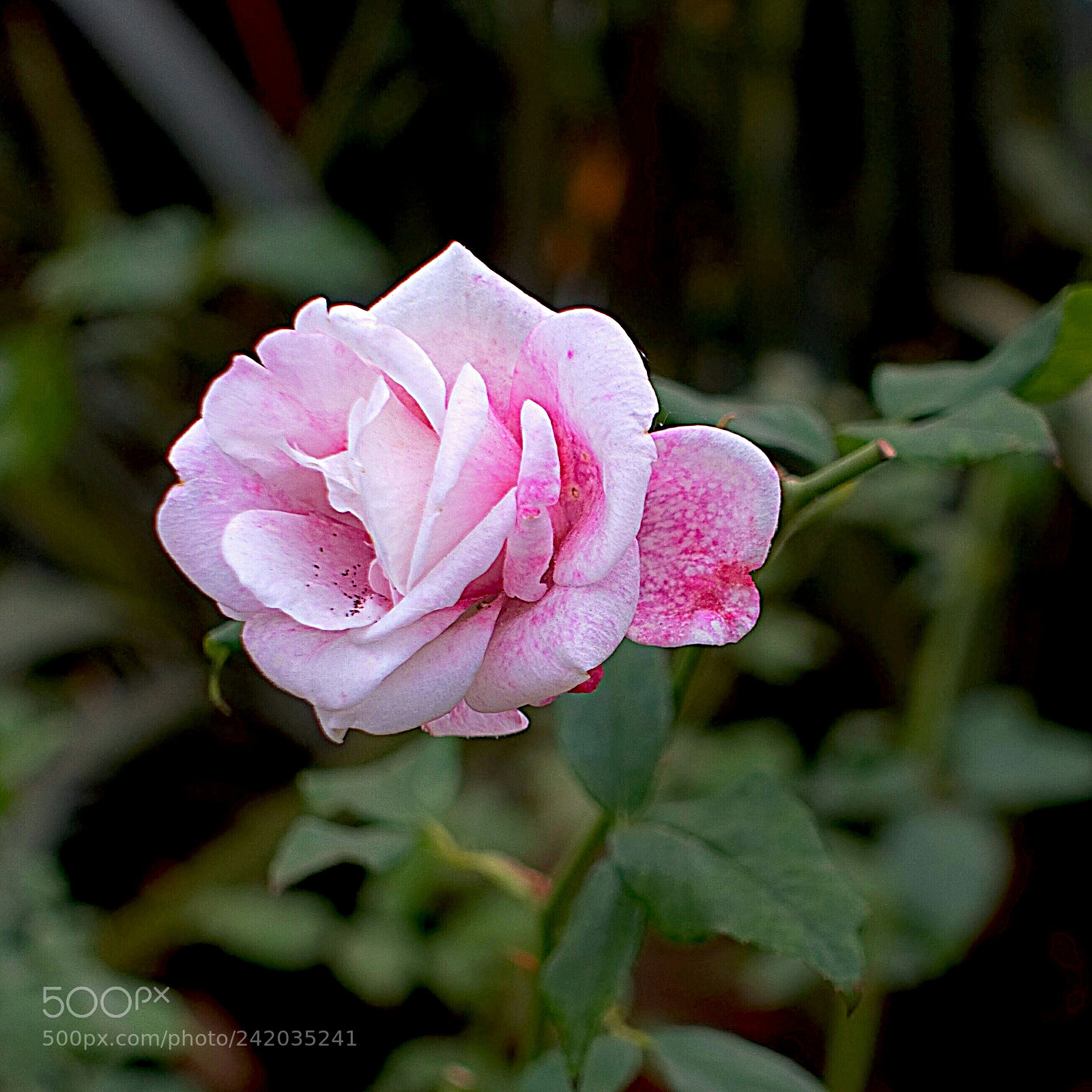 Sony Cyber-shot DSC-RX100 III sample photo. Pink rose photography