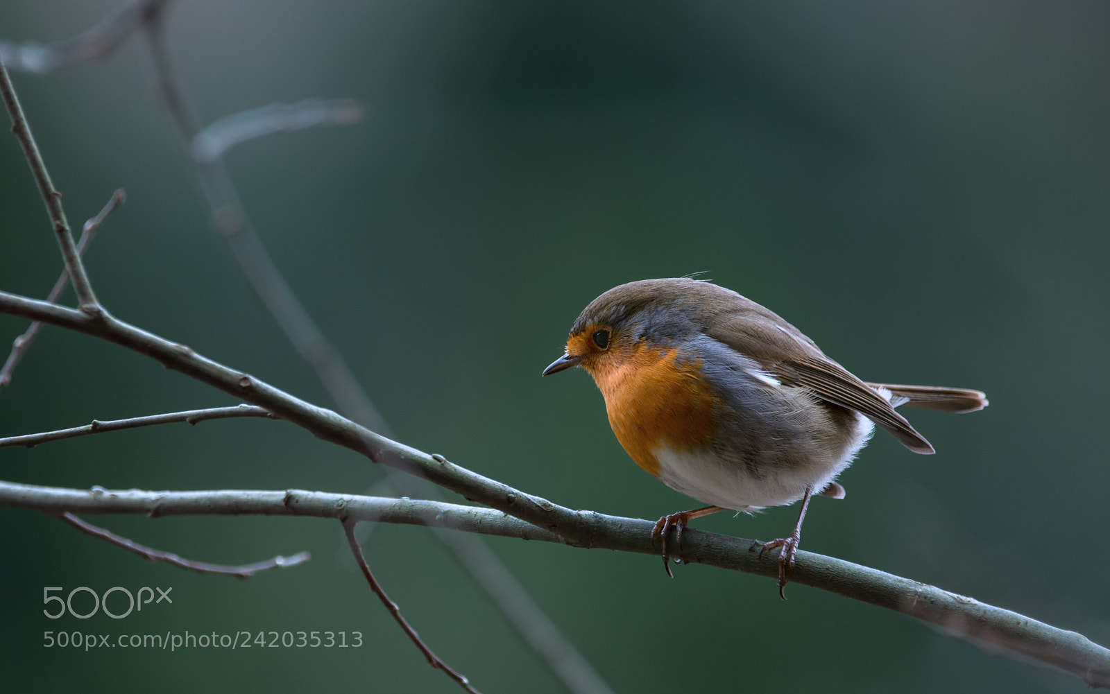 Nikon D7200 sample photo. Robin photography