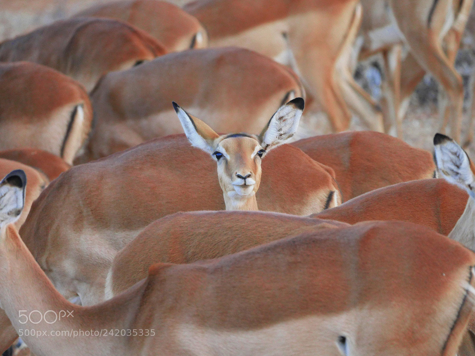 Panasonic Lumix DMC-GX8 sample photo. Impala photography