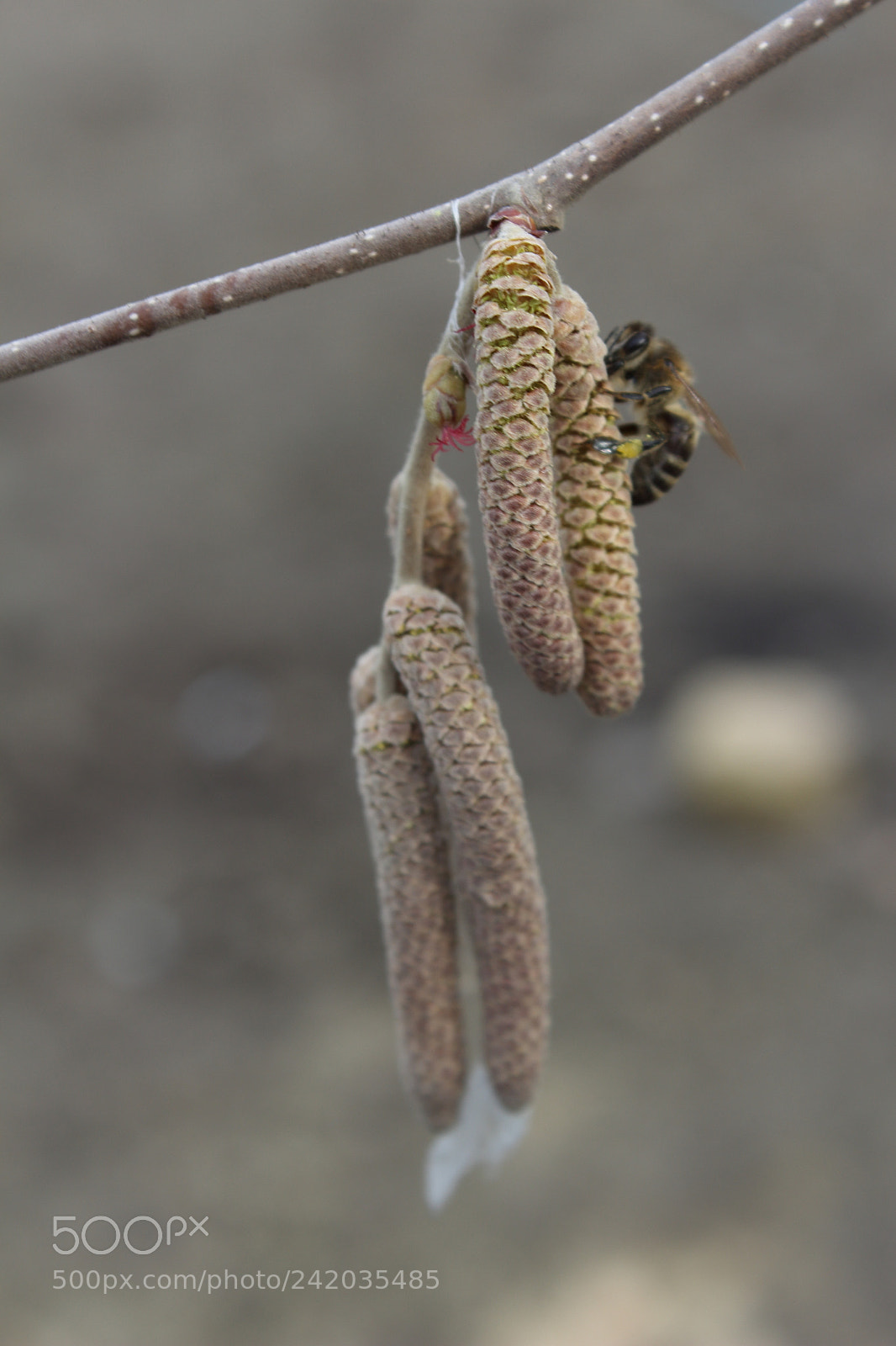 Canon EOS 1200D (EOS Rebel T5 / EOS Kiss X70 / EOS Hi) sample photo. Bee photography