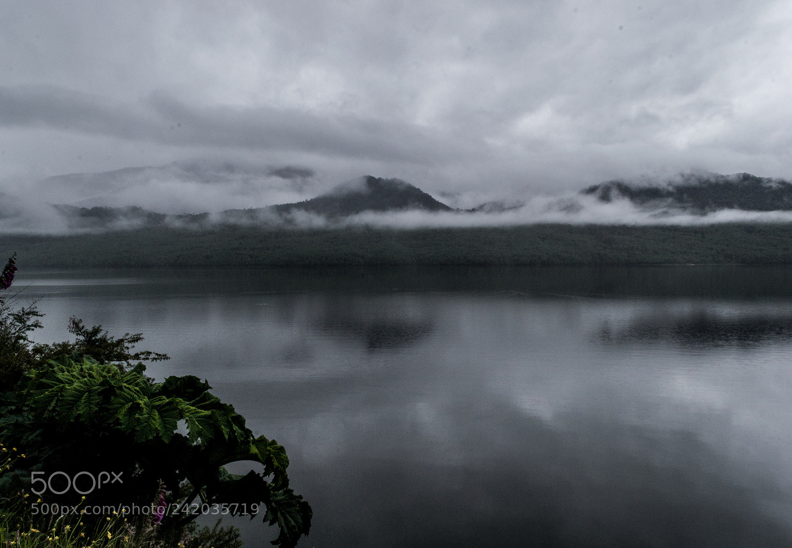 Nikon D3100 sample photo. Puyuhuapi fog photography