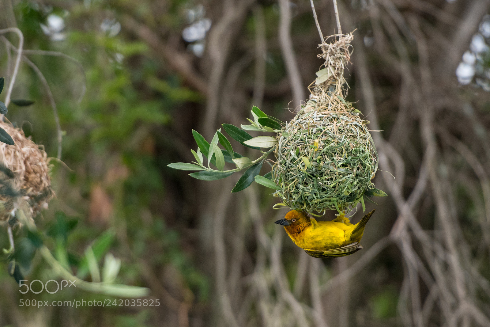 Nikon D850 sample photo. The weaver! photography