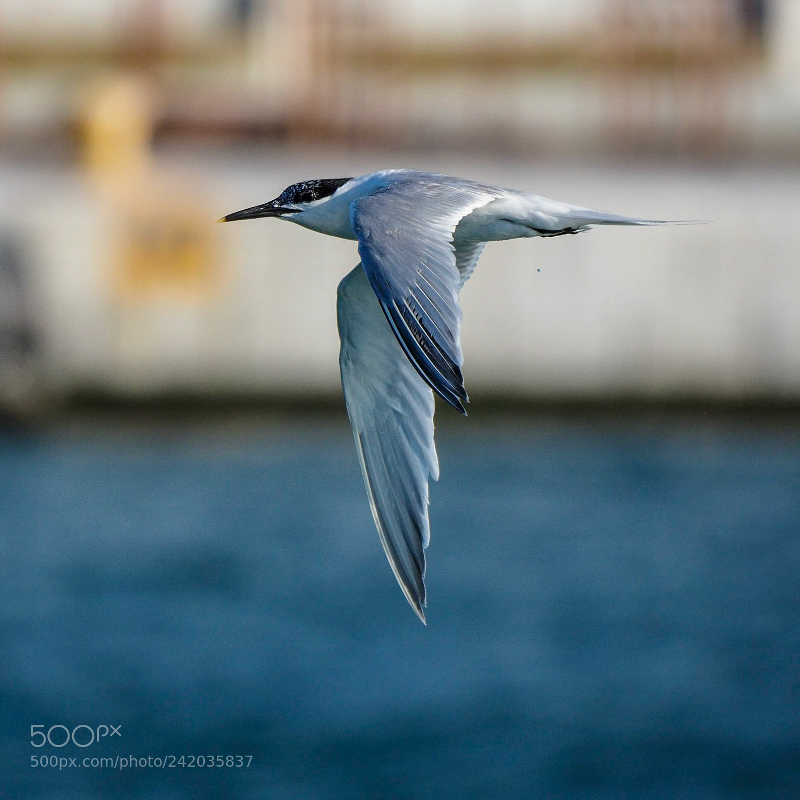 Olympus OM-D E-M1 sample photo. Charran patinegro photography