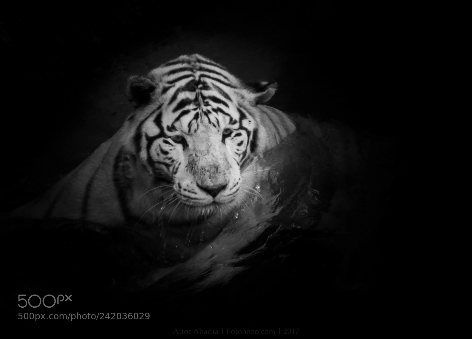 Canon EOS 60D sample photo. Tiger photography
