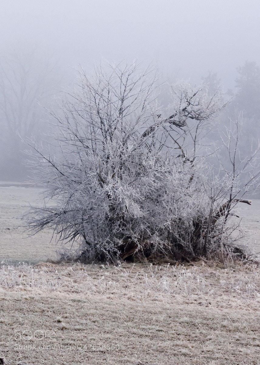 Nikon D7200 sample photo. Ein kalter morgen photography