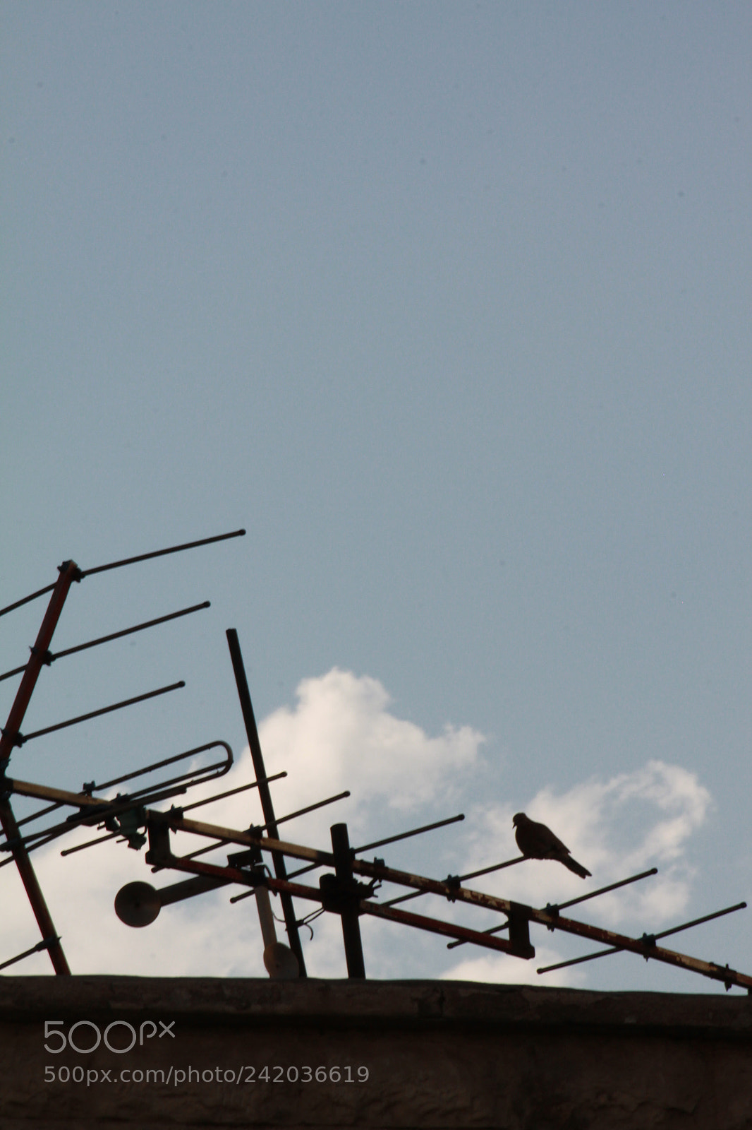 Canon EOS 500D (EOS Rebel T1i / EOS Kiss X3) sample photo. Lonely voice photography