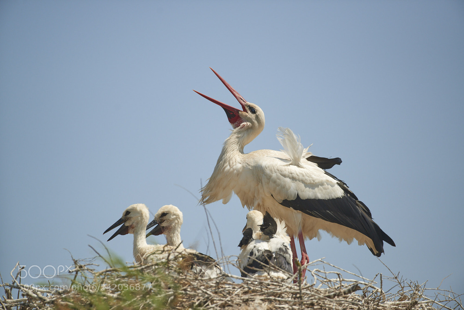 Nikon D800 sample photo. White stork on the photography