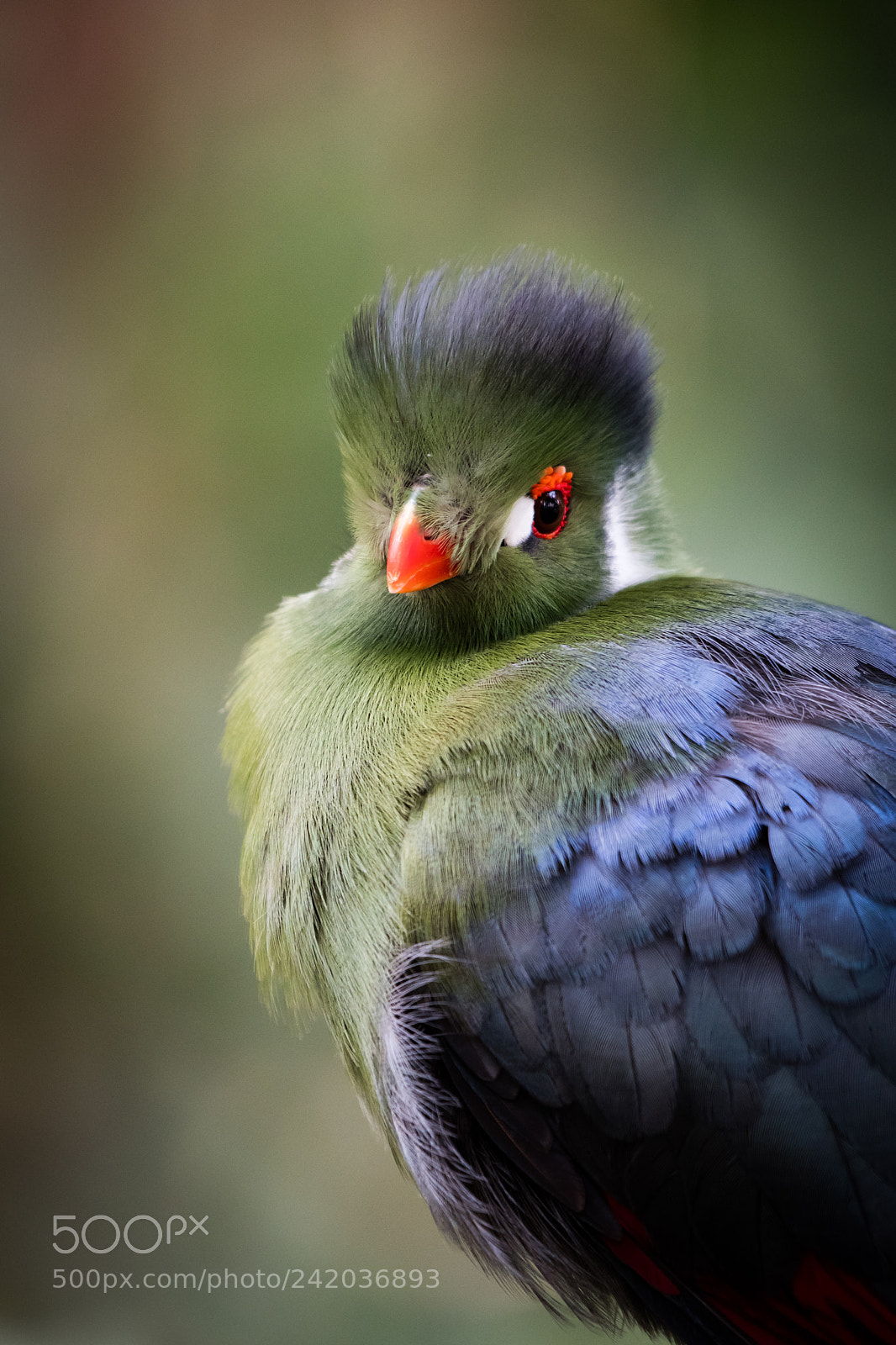 Nikon D500 sample photo. White-cheeked turaco photography