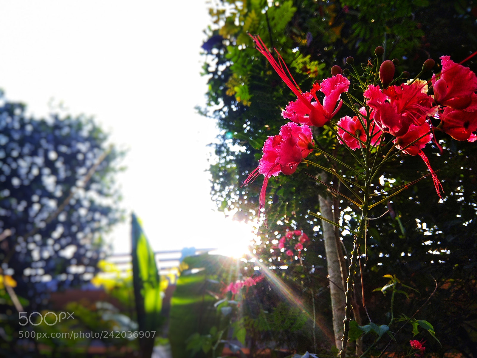 Xiaomi Redmi Note 4 sample photo. Sunshine photography