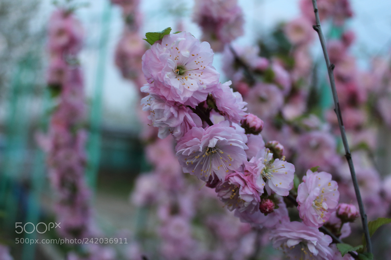 Canon EOS 1200D (EOS Rebel T5 / EOS Kiss X70 / EOS Hi) sample photo. Flower photography