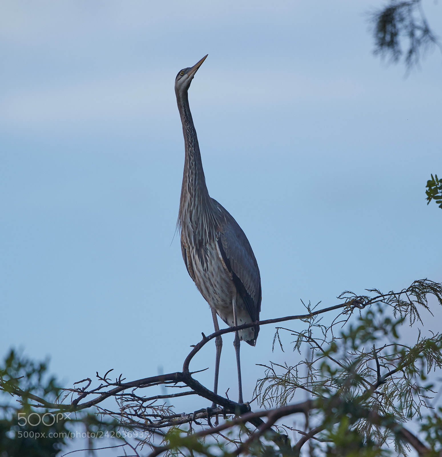 Canon EOS-1D X Mark II sample photo. 01-09-18-8606.jpg photography