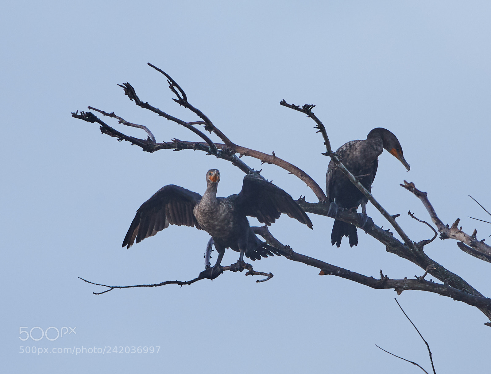 Canon EOS-1D X Mark II sample photo. 01-09-18-8608.jpg photography