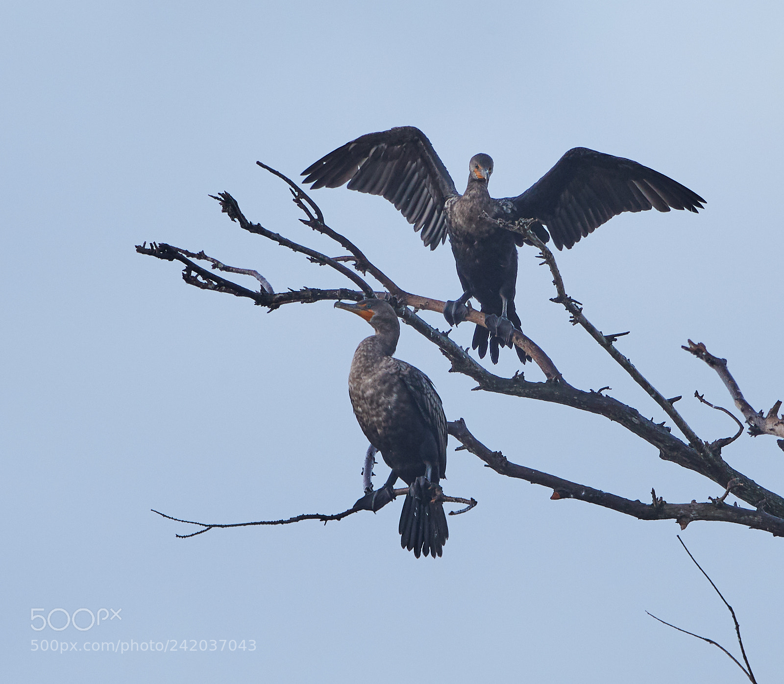 Canon EOS-1D X Mark II sample photo. 01-09-18-8619.jpg photography