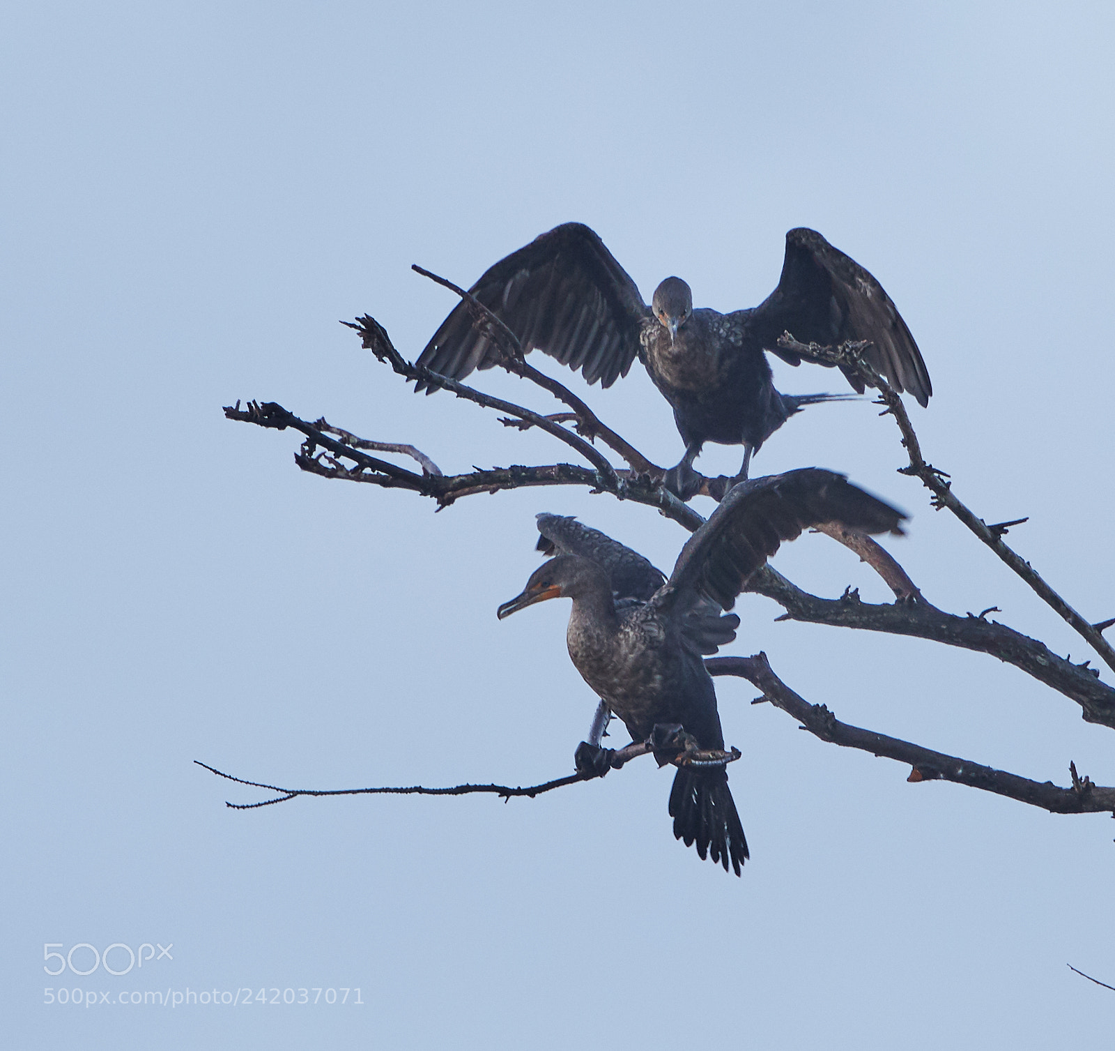 Canon EOS-1D X Mark II sample photo. 01-09-18-8624.jpg photography