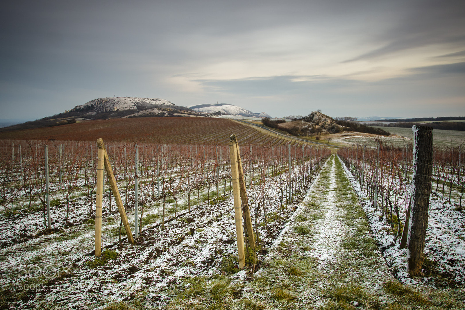 Canon EOS 7D Mark II sample photo. Morning in the vineyard photography