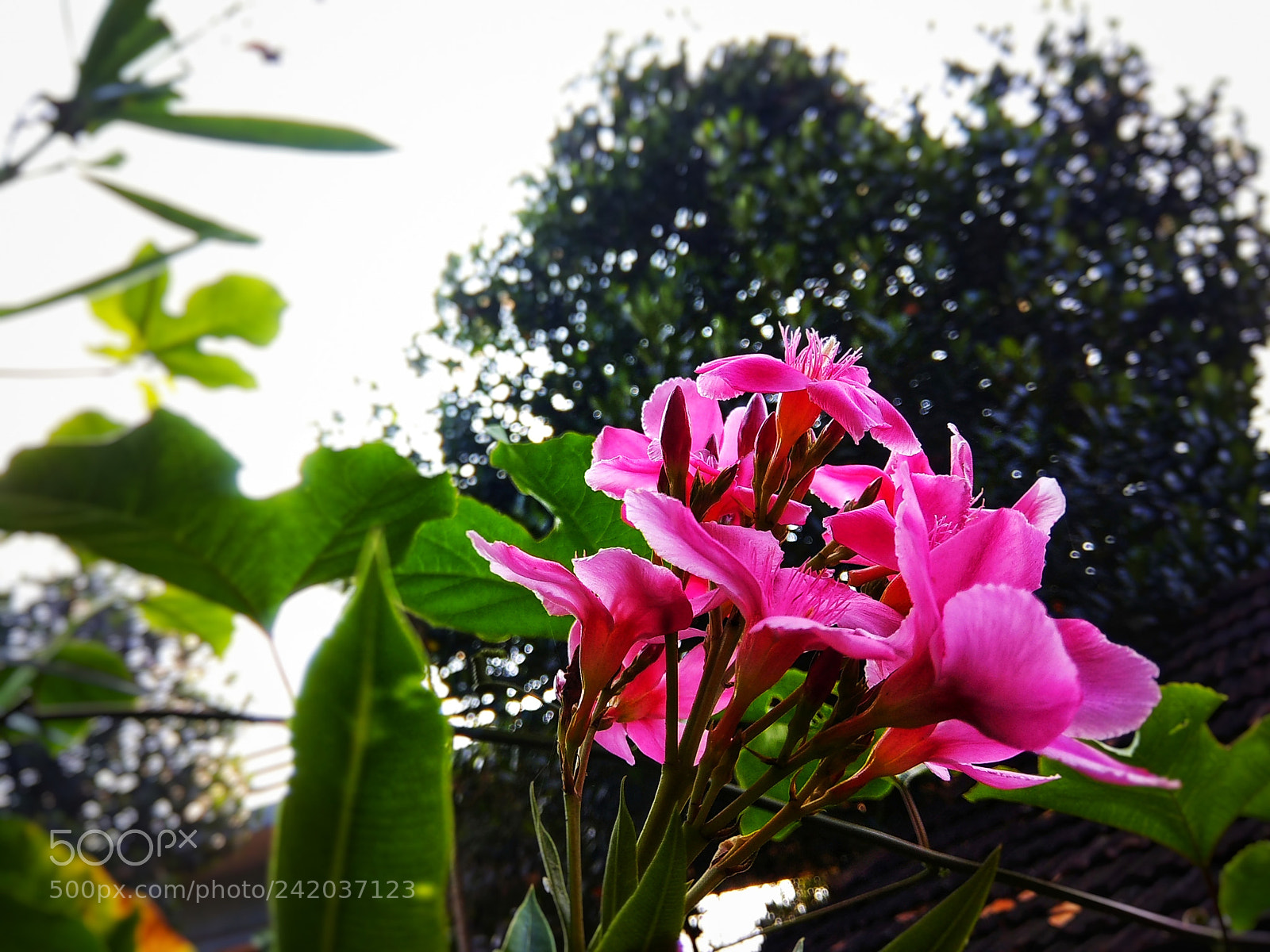 Xiaomi Redmi Note 4 sample photo. Blossom photography