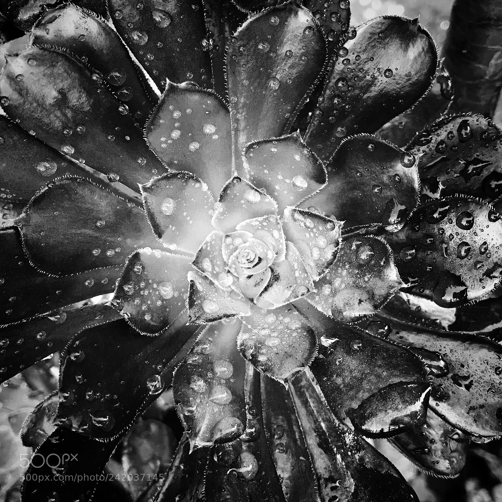 Apple iPhone 7 Plus sample photo. After the rain photography