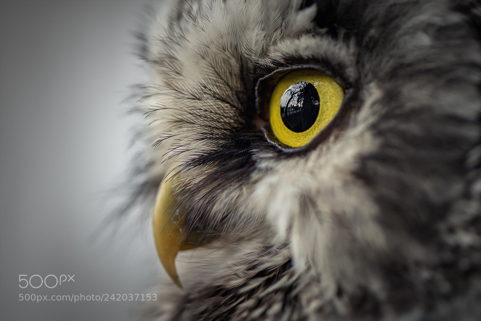 Nikon D850 sample photo. Eye photography