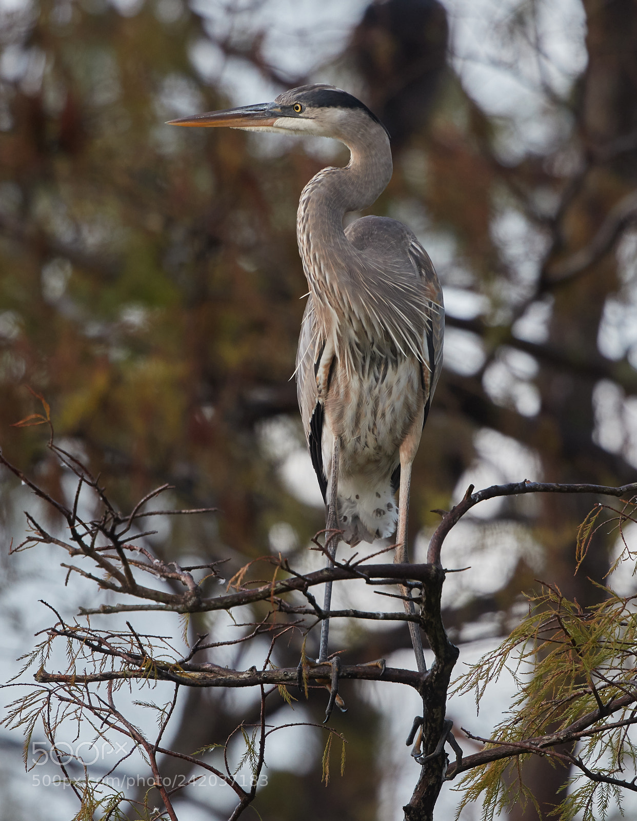 Canon EOS-1D X Mark II sample photo. 01-09-18-8636.jpg photography