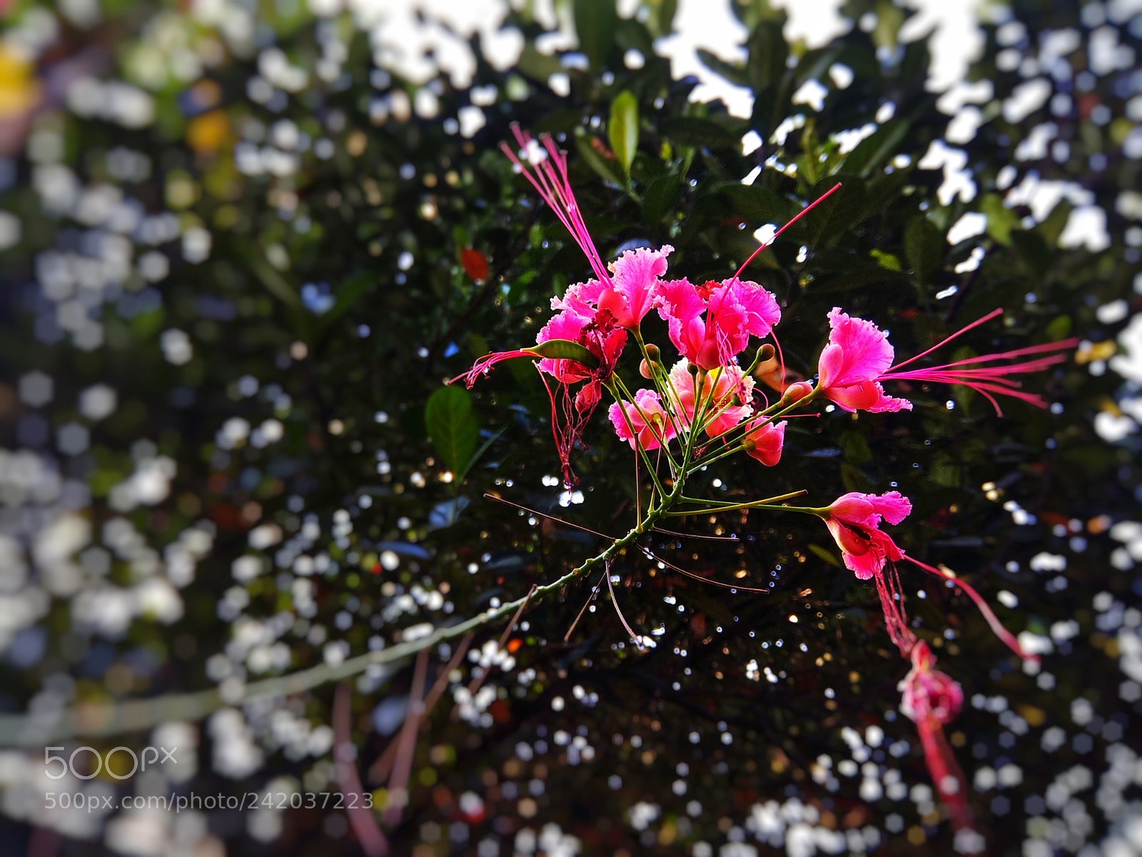 Xiaomi Redmi Note 4 sample photo. Pink blossom photography