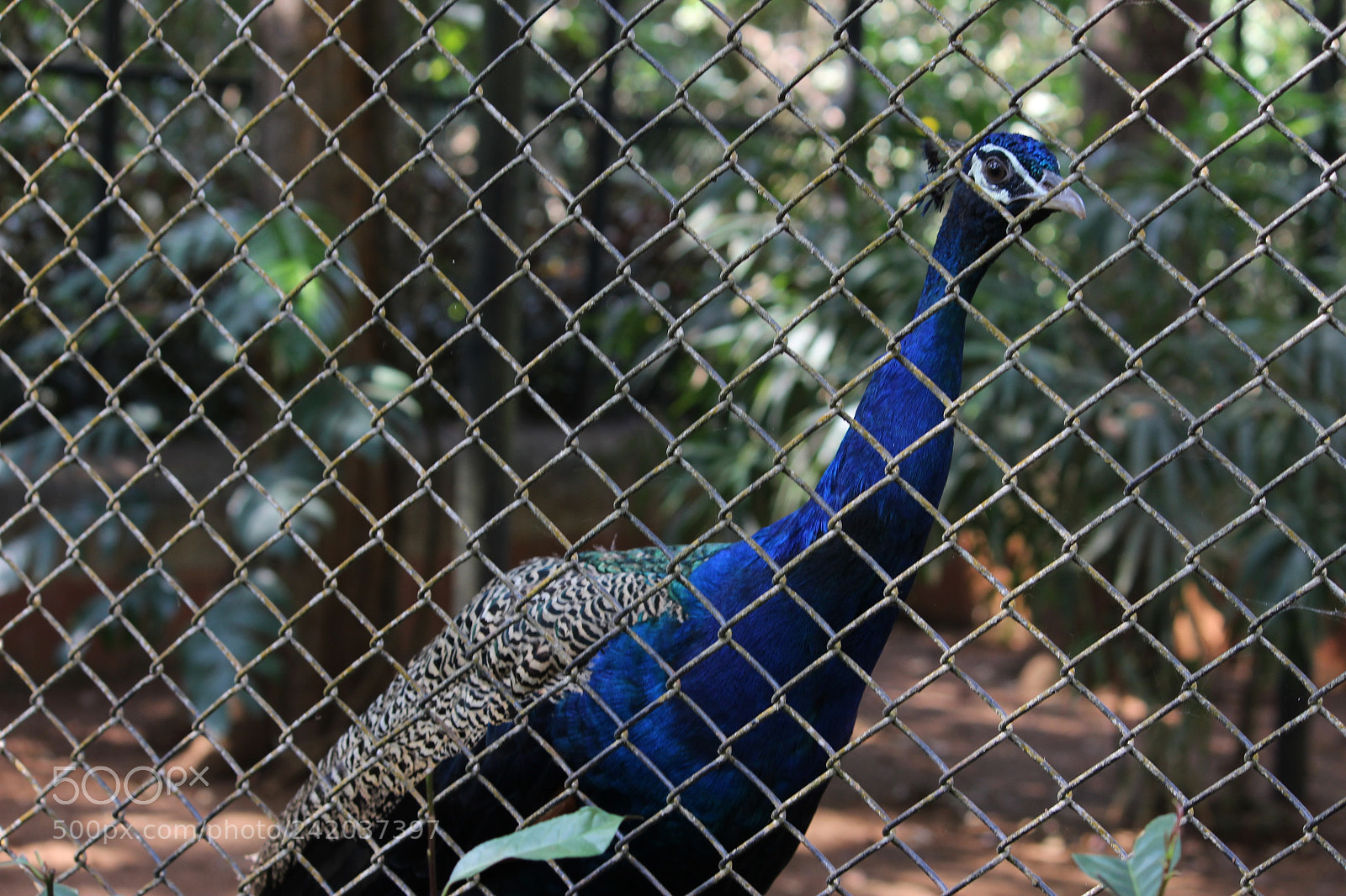 Canon EF-S 55-250mm F4-5.6 IS II sample photo. Img photography