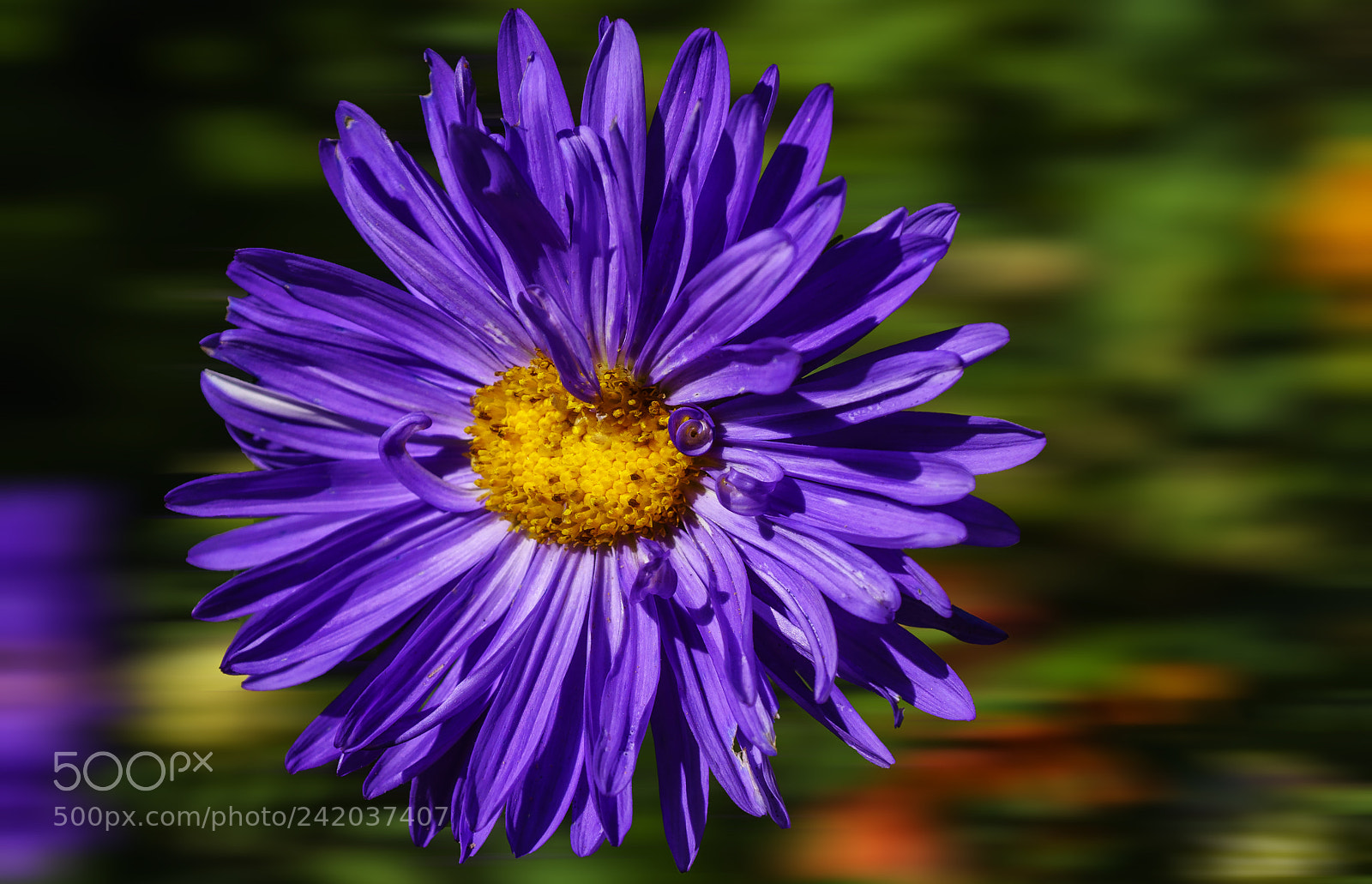Sony a6300 sample photo. Chrysanthemum... photography