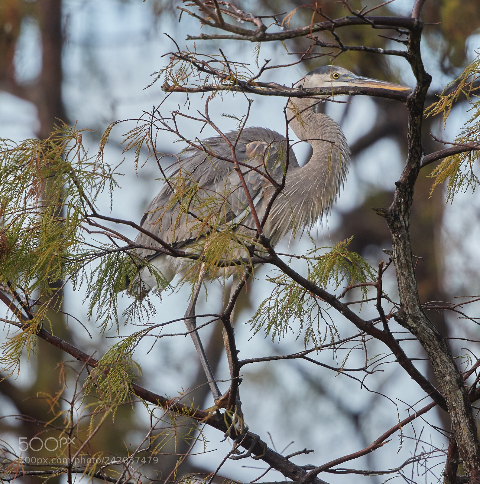 Canon EOS-1D X Mark II sample photo. 01-09-18-8659.jpg photography