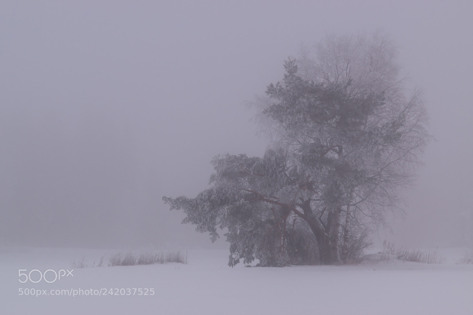 Nikon D5500 sample photo. Foggy photography