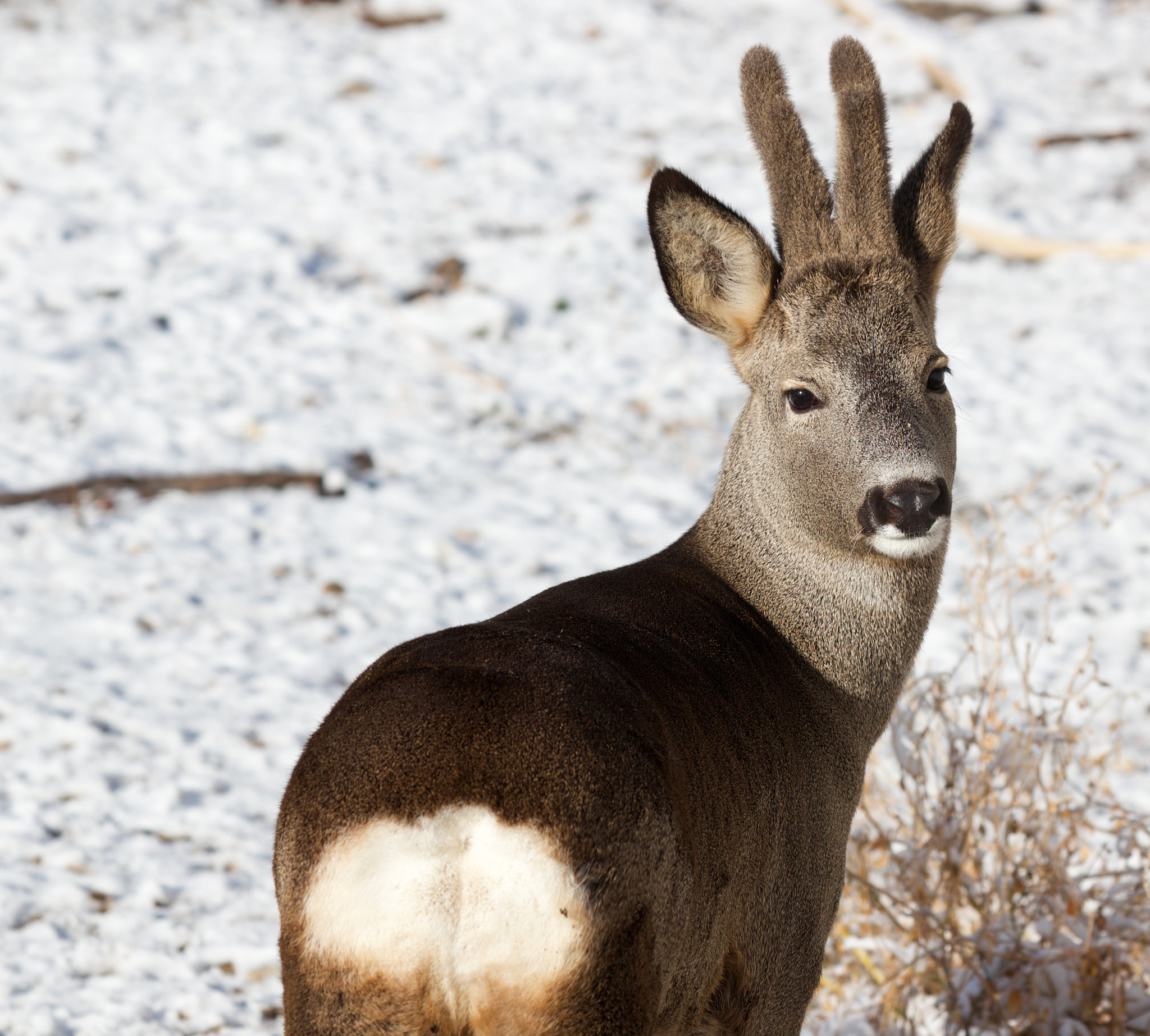 Canon EF 70-300mm F4-5.6 IS USM sample photo. Capreolus capreolus photography